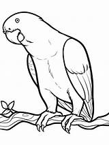 Pages Parrot Coloring Animals sketch template
