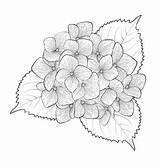 Hydrangea Hydrangeas sketch template