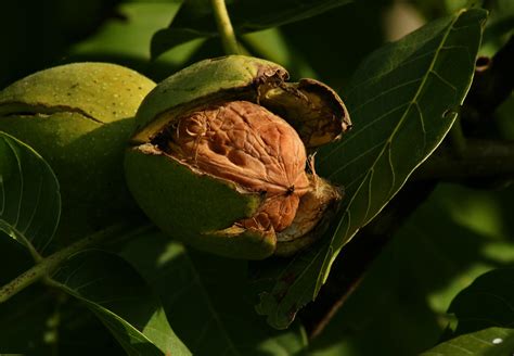 walnut juglans regia feedipedia
