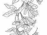 Coloring Botany Pages sketch template