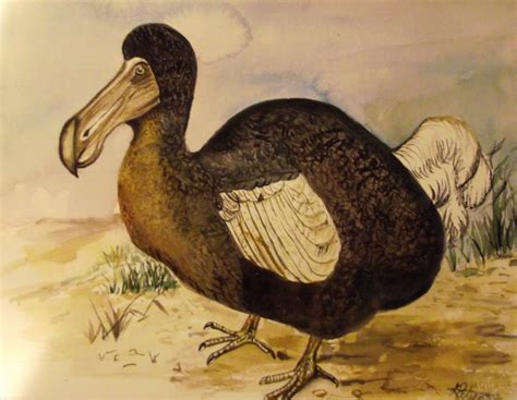 dodo animal extinct wallpaper
