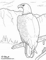 Eagle Drawing Coloring Bald Philippine Book Drawn sketch template