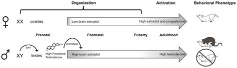 frontiers sexual differentiation of the rodent brain