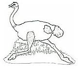 Mural Honey Lion Click Ostrich sketch template