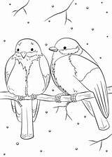 Winter Coloring Birds Pages Bird Drawing Printable Christmas Feeder Supercoloring Colouring Kolorowanka Vogel Vögel Tiere Animal Printables Der Ausmalbilder Colorings sketch template