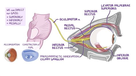 anatomy   oculomotor cn iii trochlear cn iv  abducens cn