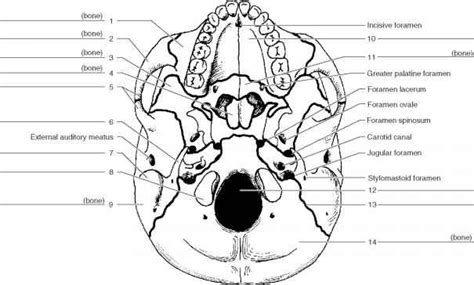 skull label printables google search anatomy bones skull anatomy