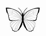 Morpho Clipartmag Butterflies sketch template