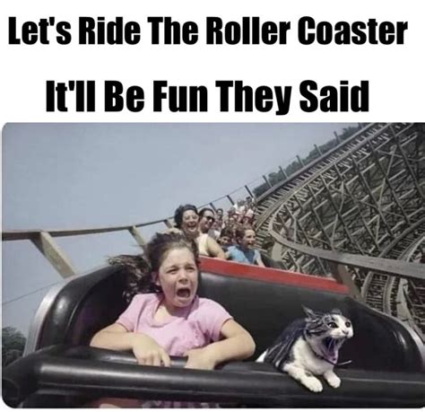 cat  roller coaster meme chameleon memes