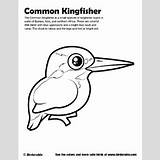 Kingfisher Common Coloring Designlooter Sample sketch template