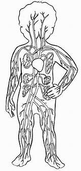 Circulatorio Colorear Aparato Cardiovascular Humano Esquema Anatomia sketch template