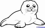Seal Coloring Cute Pup Pages Library Clip Clipart Harp sketch template