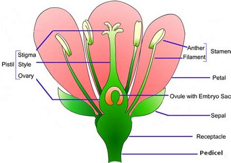 sexual reproduction  plants angiosperms  science notes