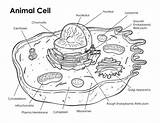 Cell Eukaryotic sketch template