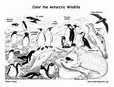 Antarctica Antarctic Penguin Arctic Tundra Pole Exploringnature Artic Hábitat Animales Habitats Azcoloring Designlooter Abrir 84kb 612px Coloringnature sketch template