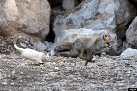 somewhere in turkey a wild cat and a fox are best friends huffpost