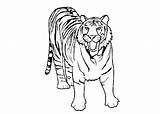 Coloring Pages Mascot Tigers Auburn Tiger Template sketch template