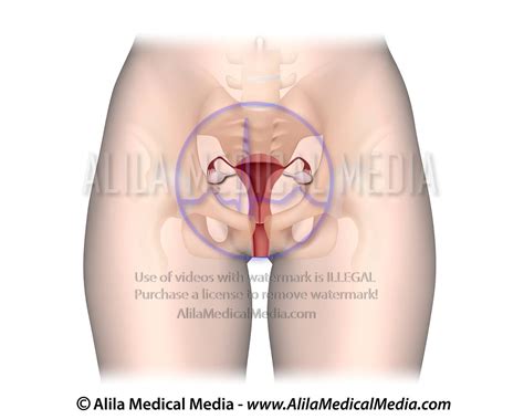 Alila Medical Media Female Reproductive System Unlabeled