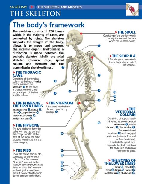 diagram  joints  bones   human body foundation figure day  basic mechanics