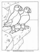 Puffin Newfoundland Puffins Colouringpages Robyn Stain Jalbert sketch template