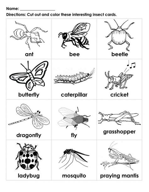 insects   names worksheet