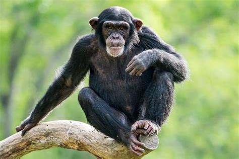 schimpanse tier steckbrief fuer kinder schule