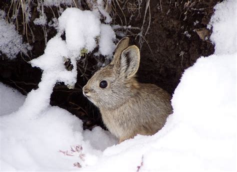 washington state  fly drones  endangered mini rabbit count