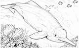 Dolphin Narwal Malvorlage Titel sketch template