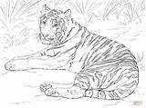 Tiger Coloring Sumatran Designlooter Siberian Laying Down Amur sketch template