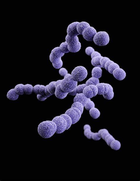 Streptococcus Agalactiae 3d Model Photograph By Science Source Fine