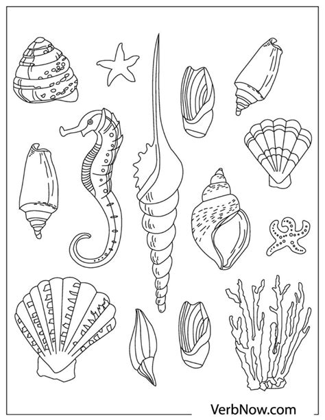 shells coloring pages    verbnow