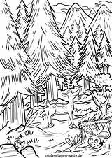Wald Ausmalbild Malvorlage Ausmalbilder Natur Nadelwald Kinderbilder sketch template