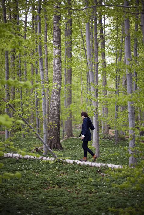 mindfulness  everyday life  walk   woods  return  essential nature huffpost
