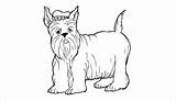 Dog Template Scottie Templates Coloring sketch template