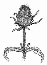 Thistle Coloring Drawing Getdrawings Edupics Printable Pages Large sketch template