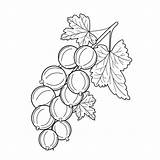 Berries Grosella Rama Gooseberry Ciruela 4kids sketch template