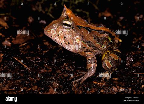 south america ecuador amazon horned frog ceratophrys cornuta stock