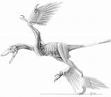 Microraptor Dinosaurio sketch template