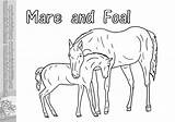 Coloring Pages Foals Horses Horse Popular sketch template