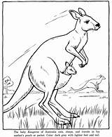 Kangaroo Coloring Animal Pages Kids Choose Board Printable Colouring sketch template