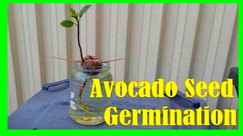 How To Grow Avocado From Seed In Water Growing Avocado From Seed Youtube