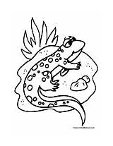 Salamander Coloring Pages 175px 4kb Salamanders sketch template