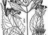 Altissima Ageratina Snakeroot Usda Sagebud Nrcs sketch template