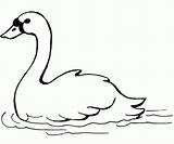 Swan Coloring Pages Printable Swans Clipart Kids Swimming Animal Drawing Drawings Print Crafts Trumpeter Animals Printables Supercoloring Bird Templates Malvorlagen sketch template