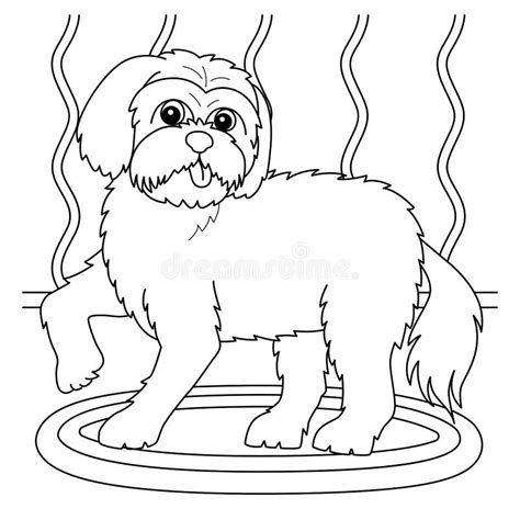 maltese dog coloring page  kids stock vector illustration