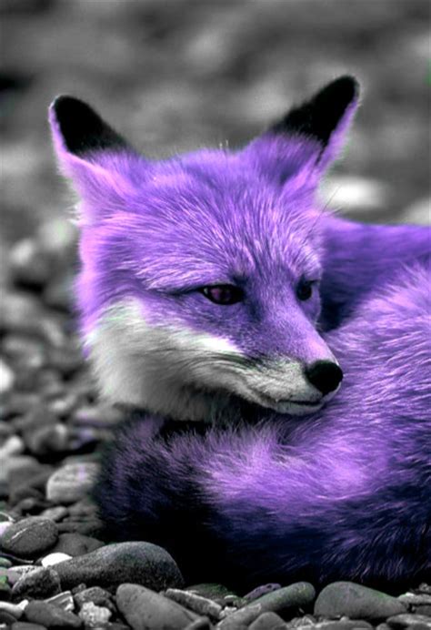 purple fox  huntressmoonlight  deviantart
