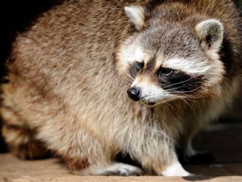 Raccoon Missy Burrows Her Way Out Of Tropiquaria In Washford Somerset