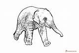 Malvorlage Hufeisen Elephants sketch template