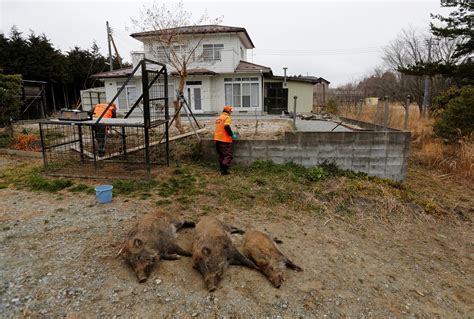 Wild Boars Are Taking Over Japan As Population Ages Disappears