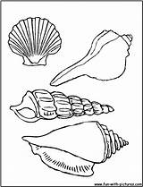 Coloring Pages Shells Beach Print sketch template